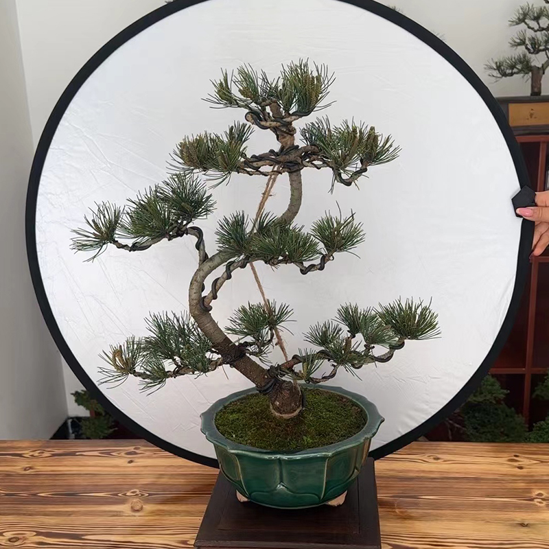 五针松 小老桩 造型盆景