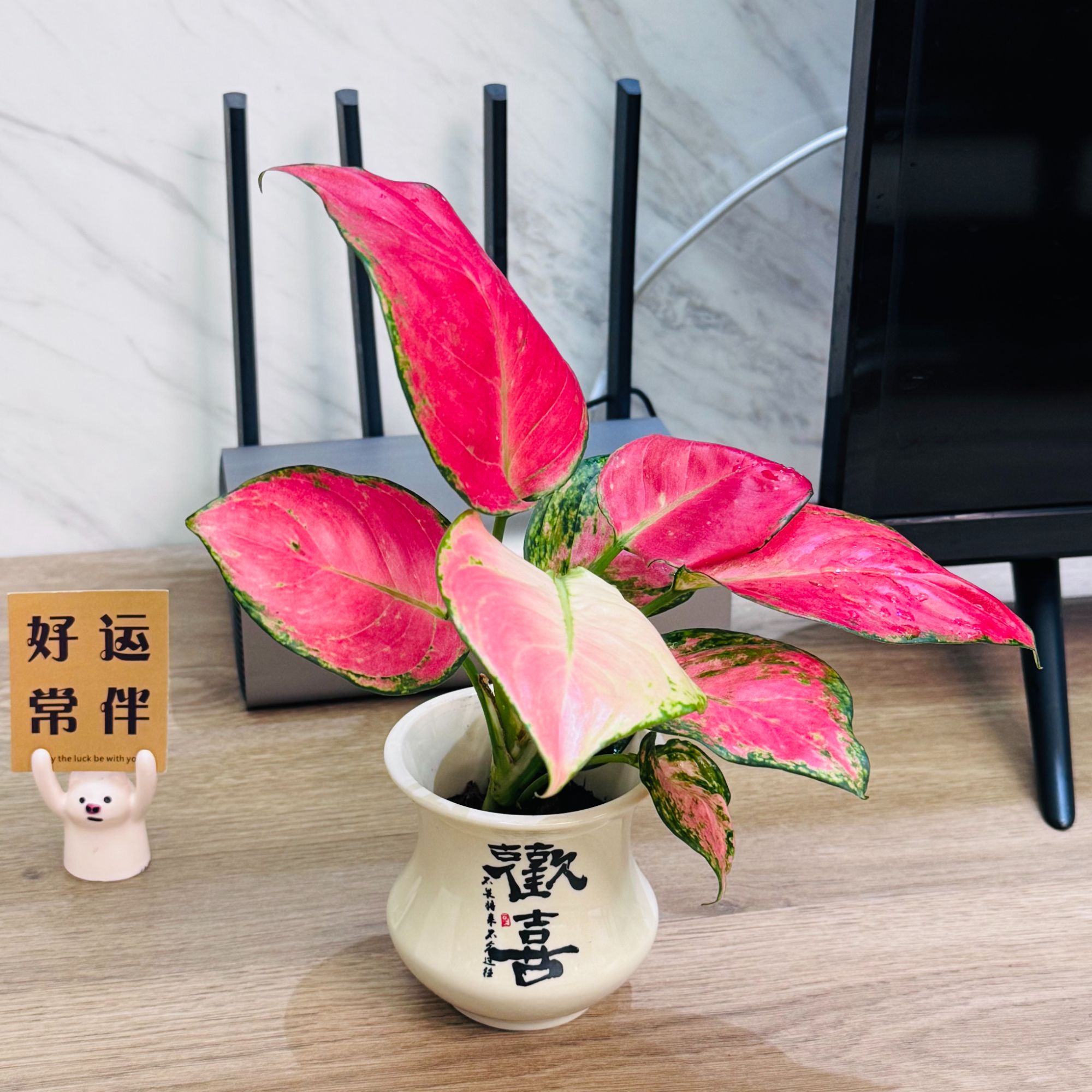 吉利红竹芋盆栽盆景办公室前台桌面趣味观叶耐阴绿植满堂红盆栽