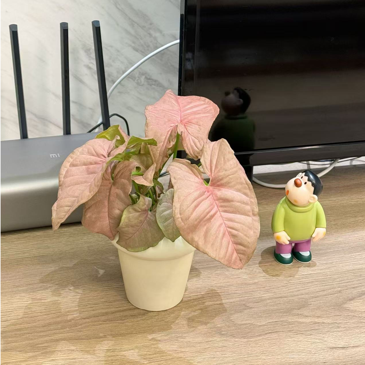 粉精灵合果芋竹芋盆栽盆景室内客厅办公室桌面花卉绿植懒人绿植