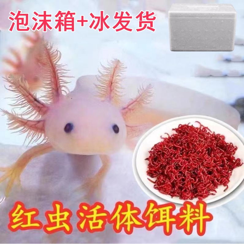 鲜活红虫六角恐龙鱼金龙鱼活体饲料血红虫活饵娃娃鱼蝾螈专用鱼粮