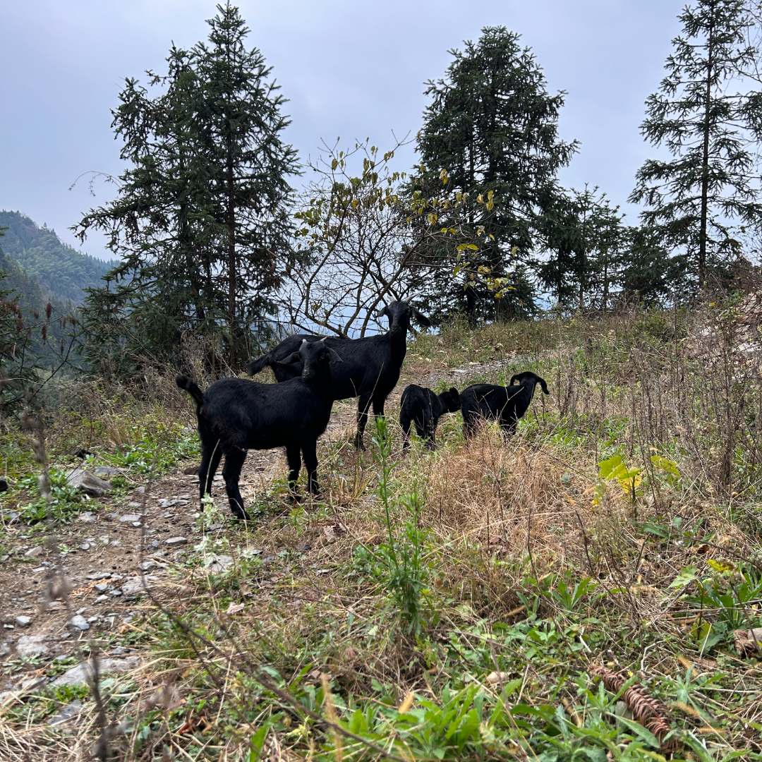 代售雪峰山林百草放养黑山羊现杀现卖3斤起拍（现称改价-顺丰包邮）