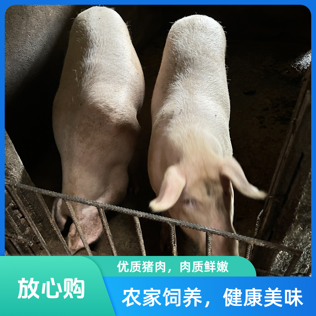 代售高山农家散养熟食猪肉（现杀现拍）顺丰包邮新鲜优质