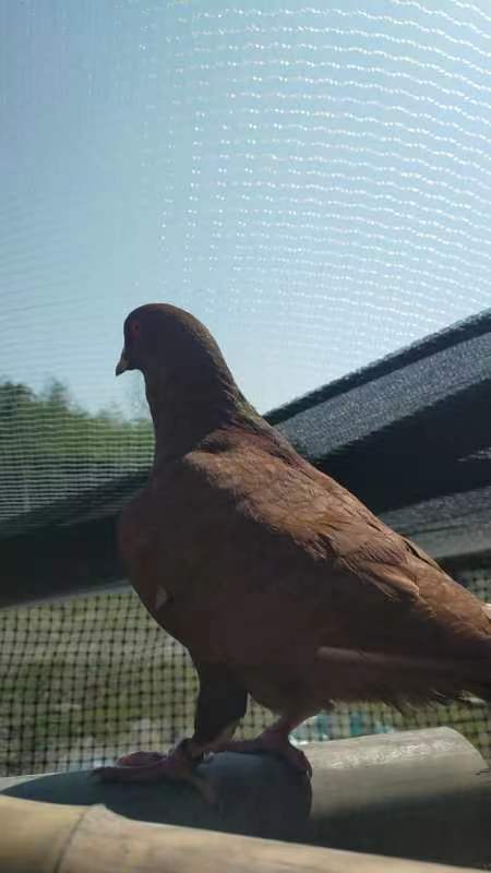 临安天目山荣坞里放养老鸽子，两只一个包装发货