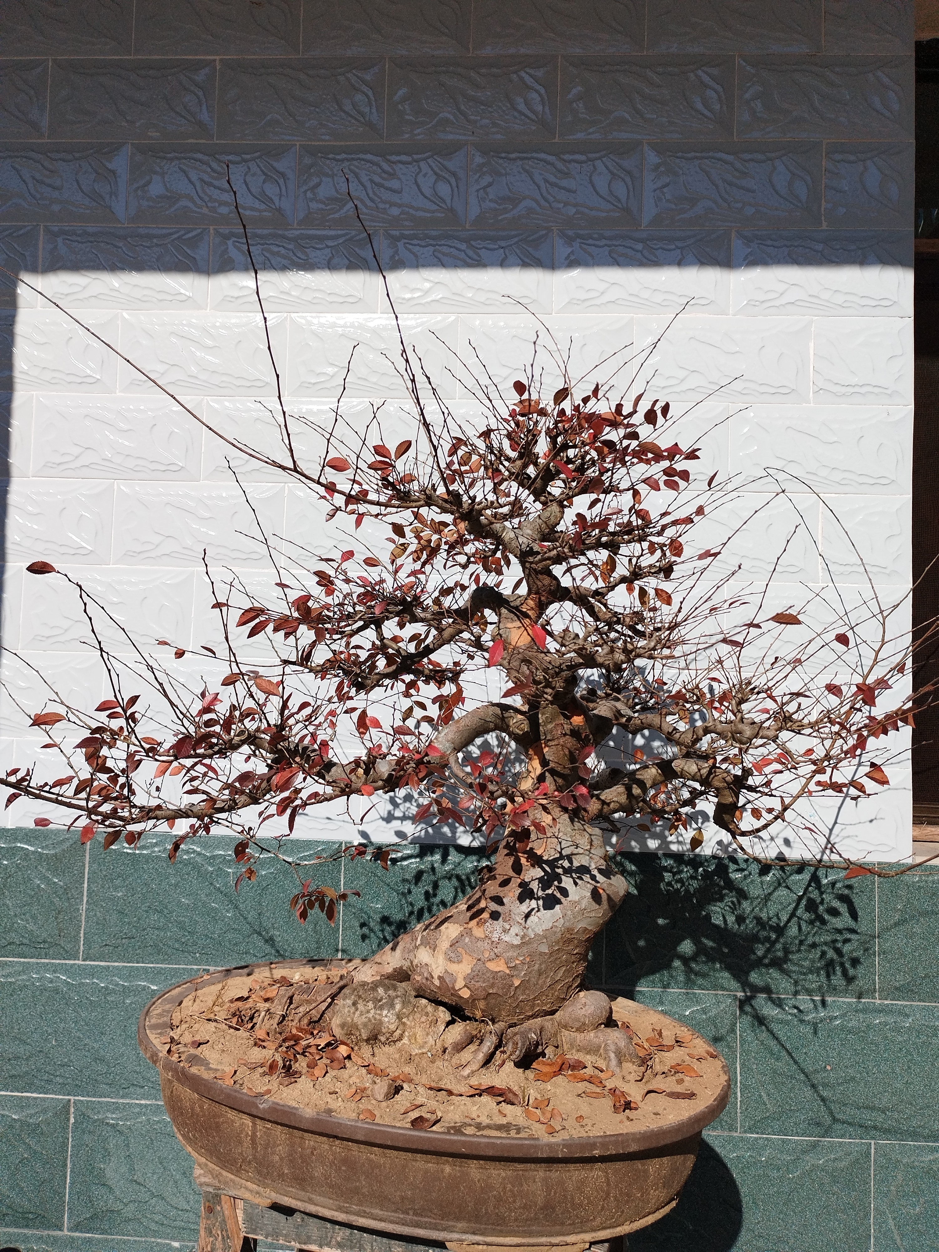 【直播间一物一拍】小叶榔榆三角枫罗汉松等盆景素材造型树