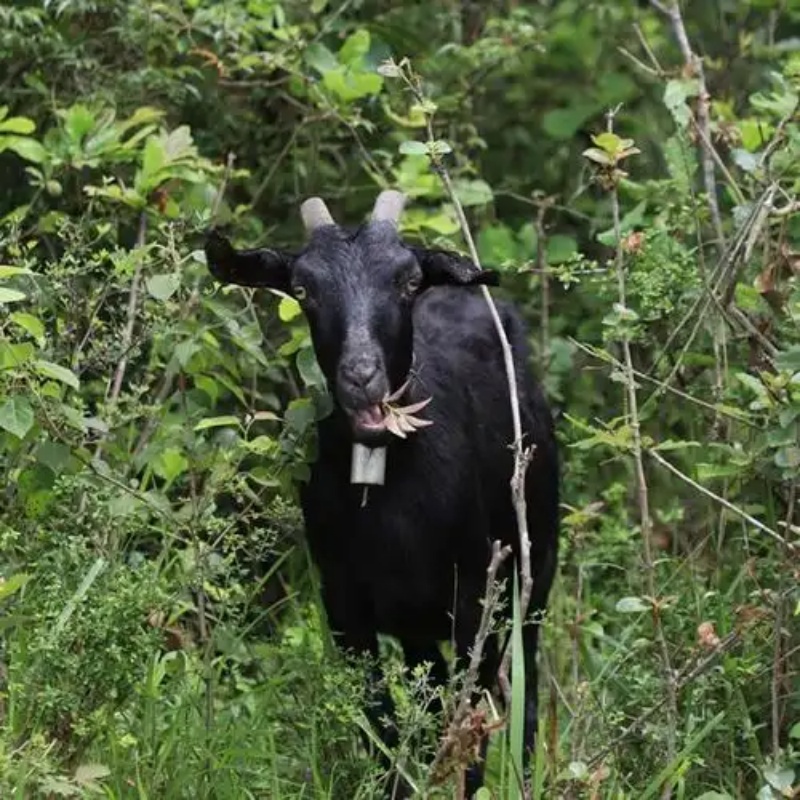 【半只/整只】怀集本地石山羊/羊烧过稻谷草直播间称重改价链接