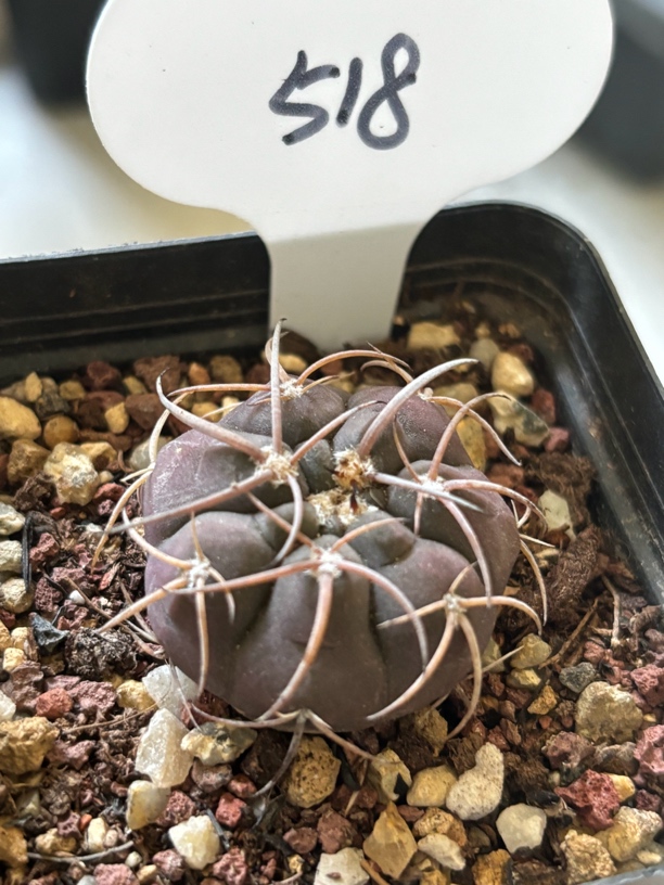 超刺光琳玉实生仙人球