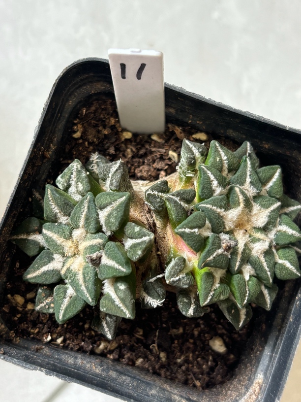黑牡丹苗接自根可提盆