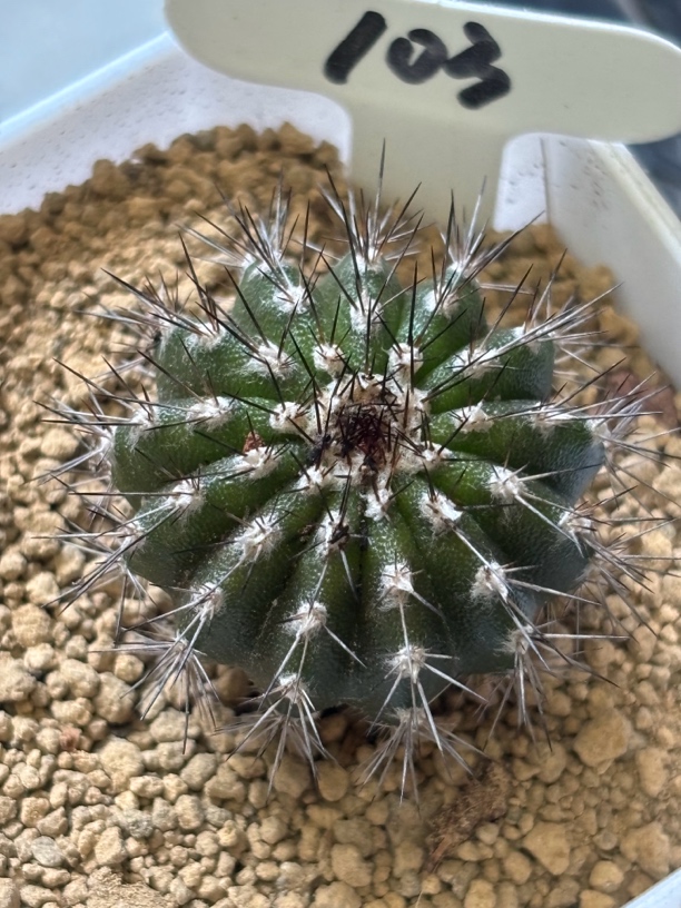 尤伯球实生仙人球冠服不含刺3.4左右