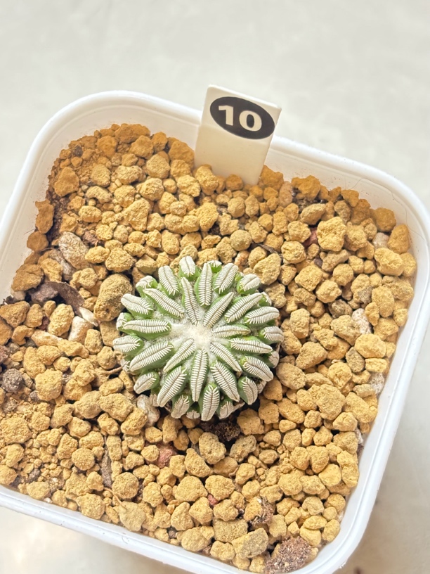 侧芽自根精巧丸仙人球有根尺寸如图