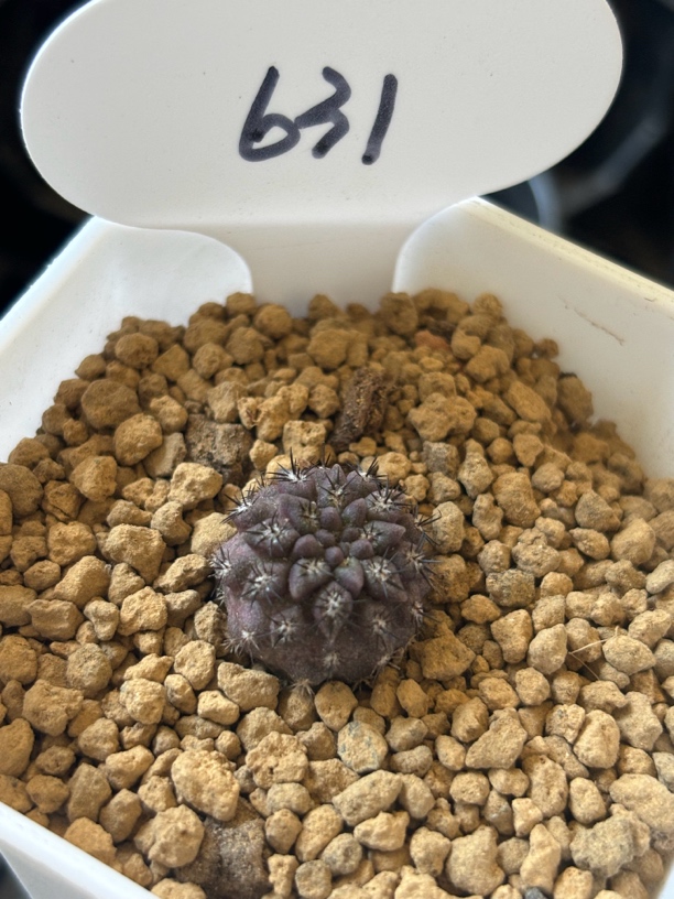 雾之城稀有品种仙人球