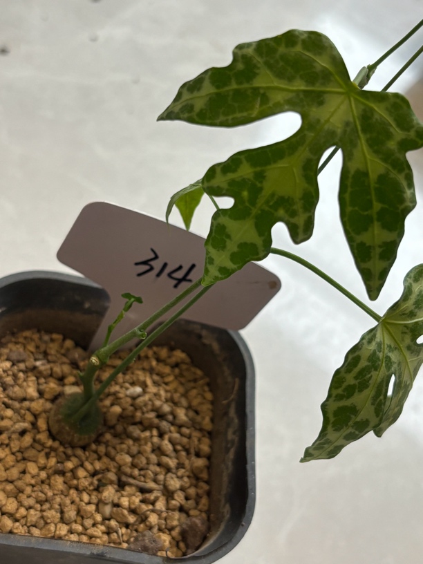 彩叶西番莲实生块根图二为老球喜欢有实物可拍尺寸不同600起