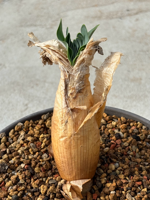 巨凤之卵养定株脱土发货仙人球块根