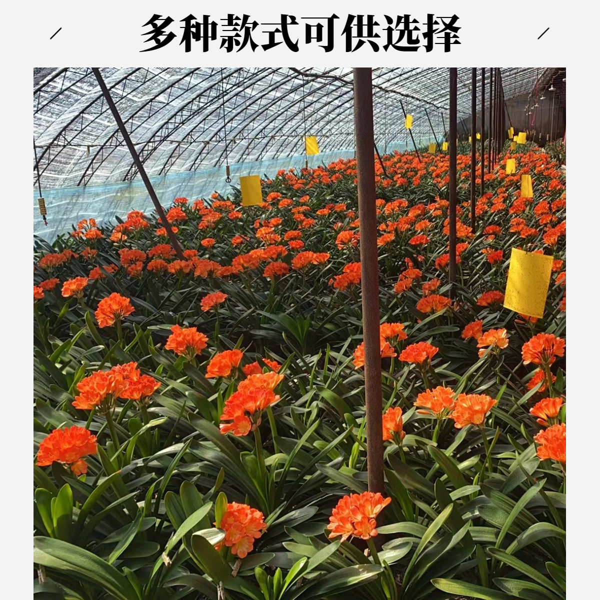 君子兰  纯种野生毛垂1颗 裸根