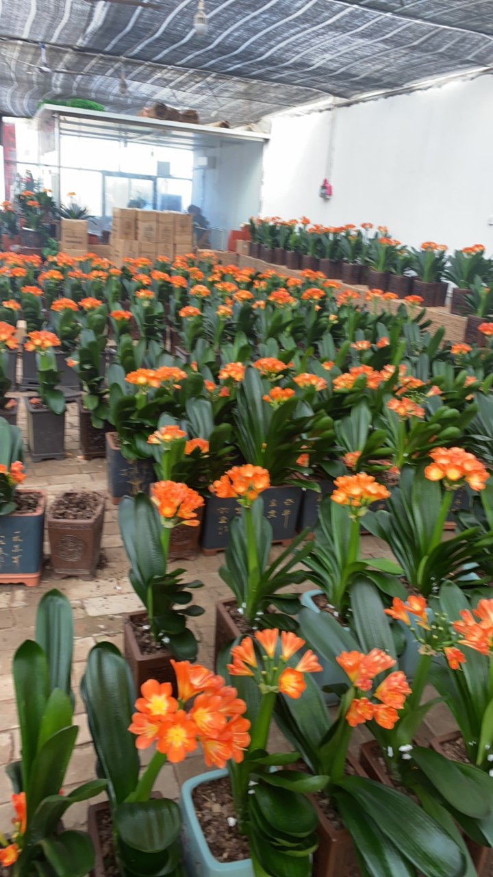 君子兰  双色种间一颗2-3片叶