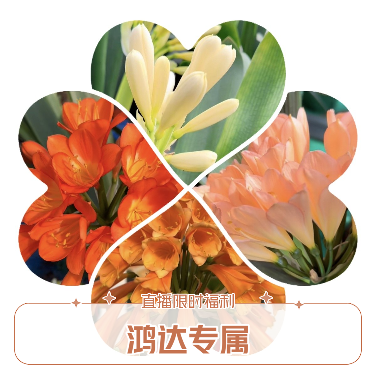 君子兰  黑金龙一颗豆芽苗