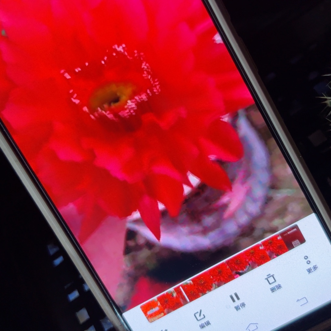 下43彩草火焰女神歪侧芽4公分左右20包邮