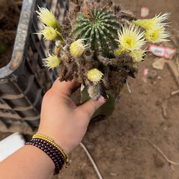 嫁接丽花脱土掰花发货337