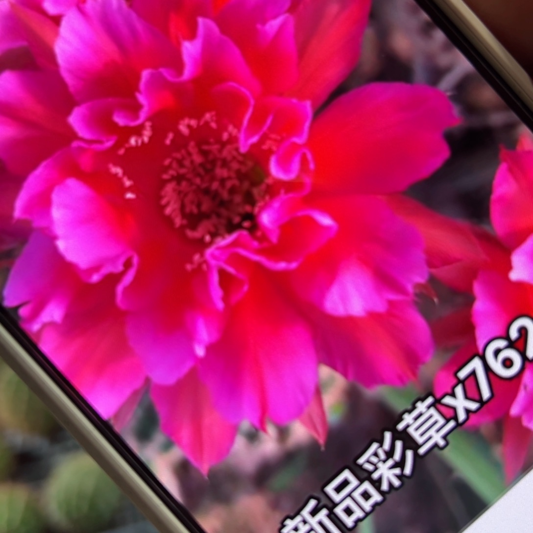 下41彩草x762歪侧芽4公分左右20包邮