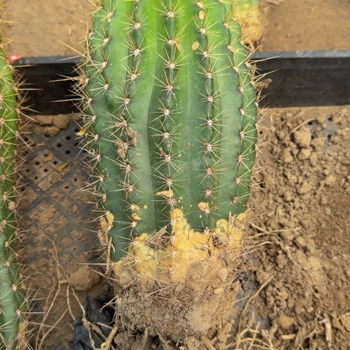 新品种毛花柱伤，根脱土发货404