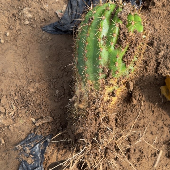 新品种毛花柱根斑脱土发货303