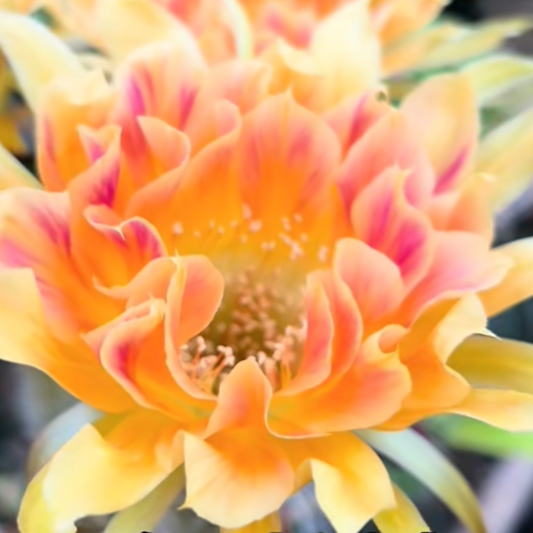 新品丽花 阳41 无根侧芽3公分左右