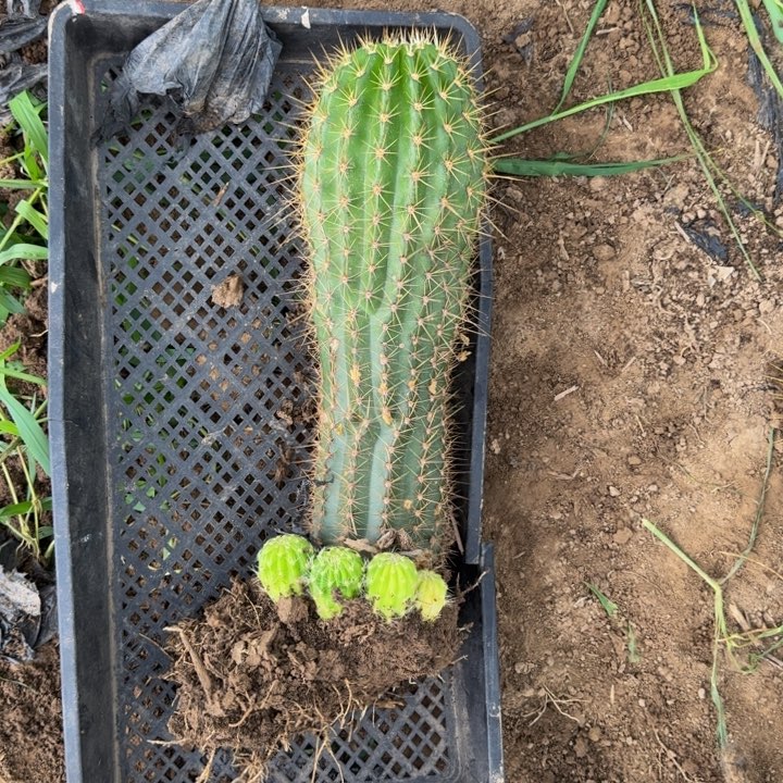 新品种毛花柱根伤脱土发货248