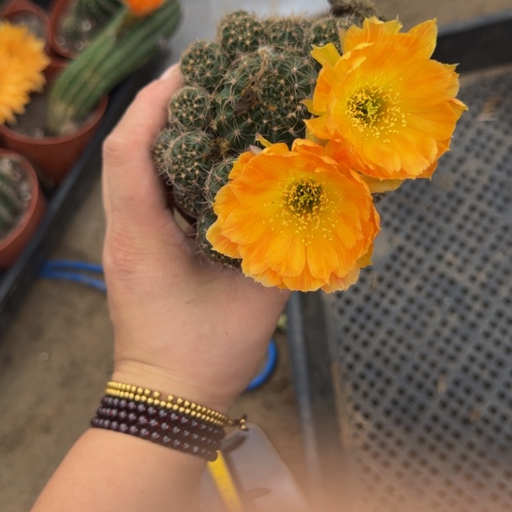 丽花软小脱盆脱土掰花发货369