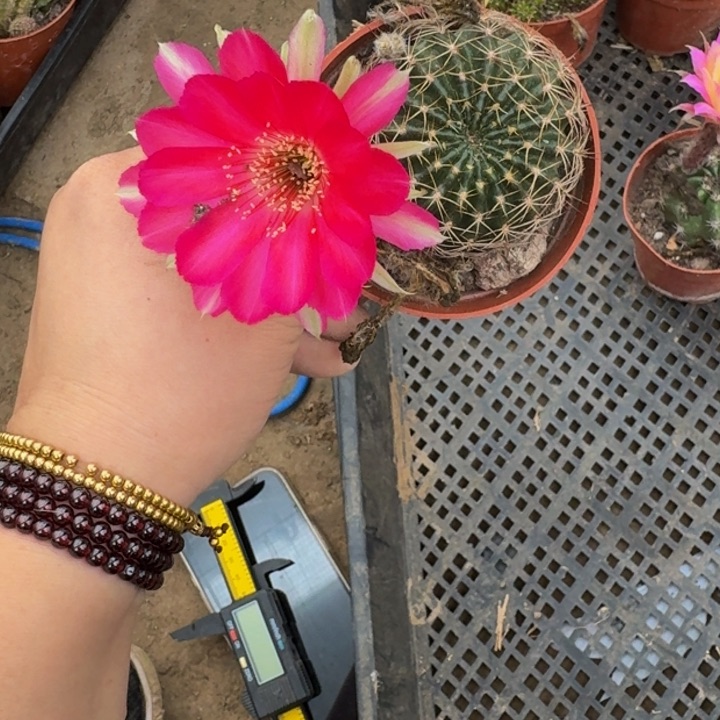丽花软小脱盆脱土掰花发货366