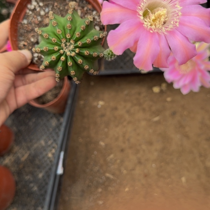彩草斑脱盆脱土掰花发货掉侧牙无售后272