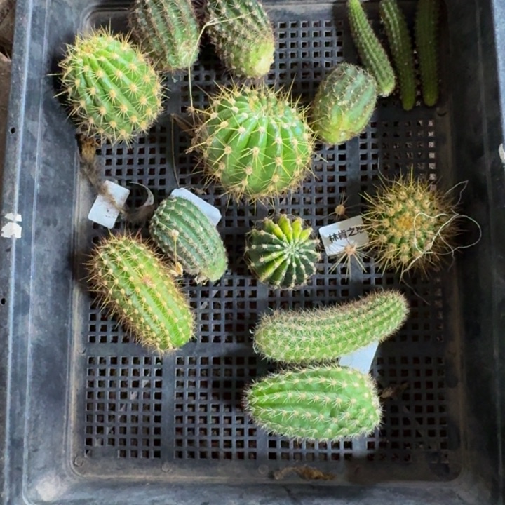 框拍无根侧牙不好无售后340