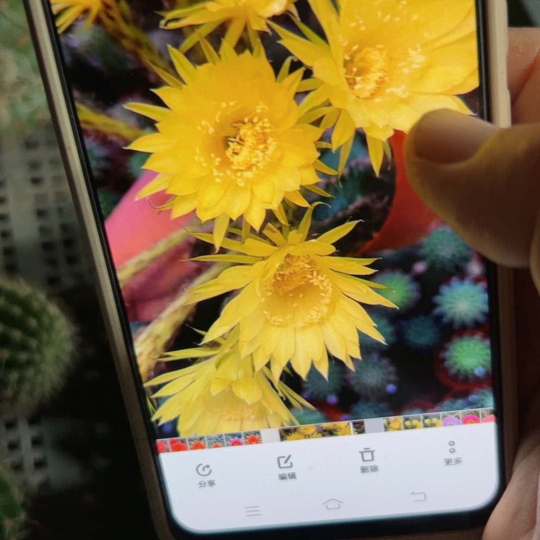 下100彩草小精灵歪侧芽4公分左右20包邮