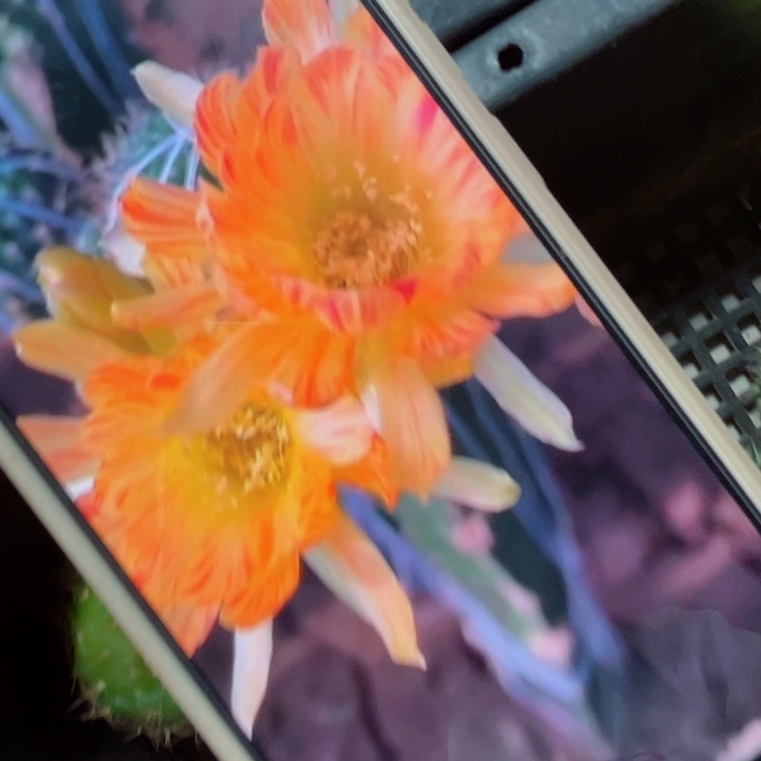 下70丽花黄羽歪侧芽3公分左右20包邮