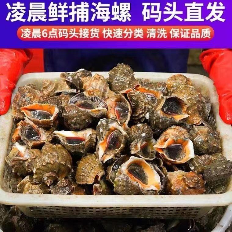 海螺鲜活批发特大野生超肥大中小螺类海鲜水产贝类田螺产地直销