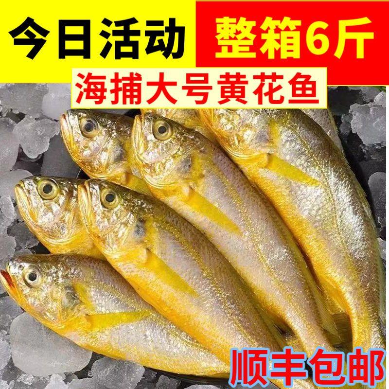 黄花鱼新鲜冷冻纯野生黄鱼小黄鱼海鲜水产批发鲜活整箱