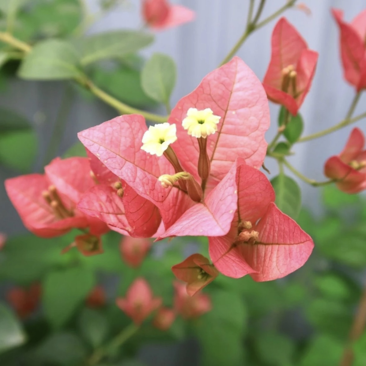 （三角梅营养杯苗）四季勤花可爬藤可垂丝不带盆