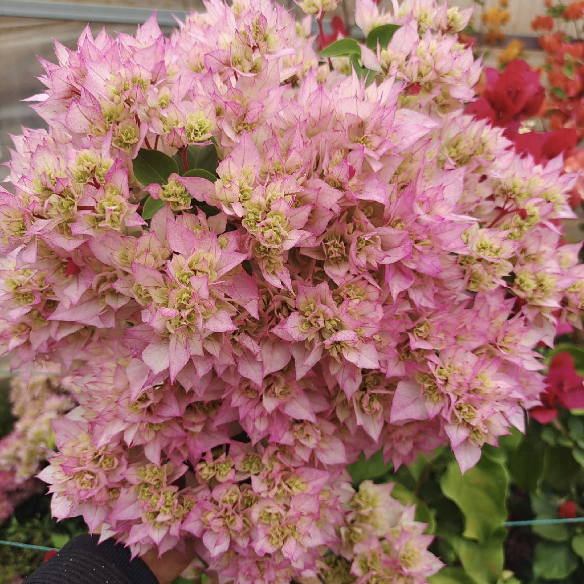 ｛重瓣樱花西施怡景｝三角梅布袋小杯苗带土发货根系发达好养易活