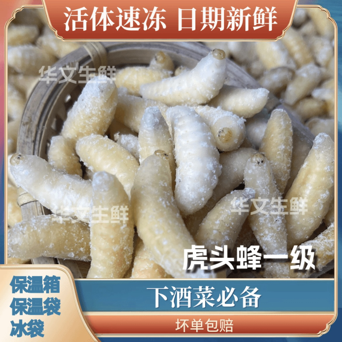 地蜂一级蛹（金环虎头蜂）