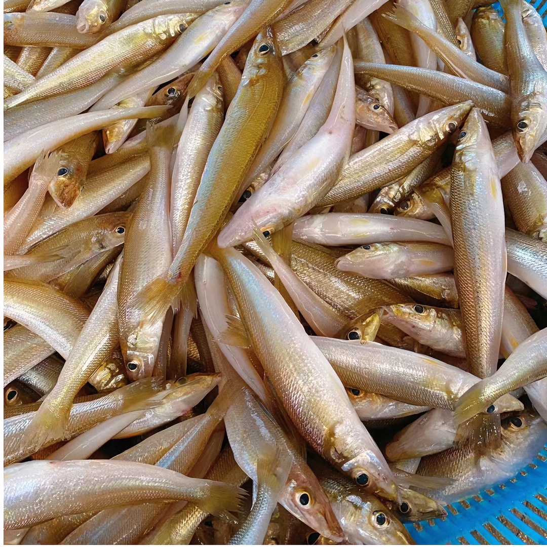 海鱼鲜活海鲜  去内脏打包沙丁鱼 新鲜沙尖鱼1斤杀好净重400g/盒