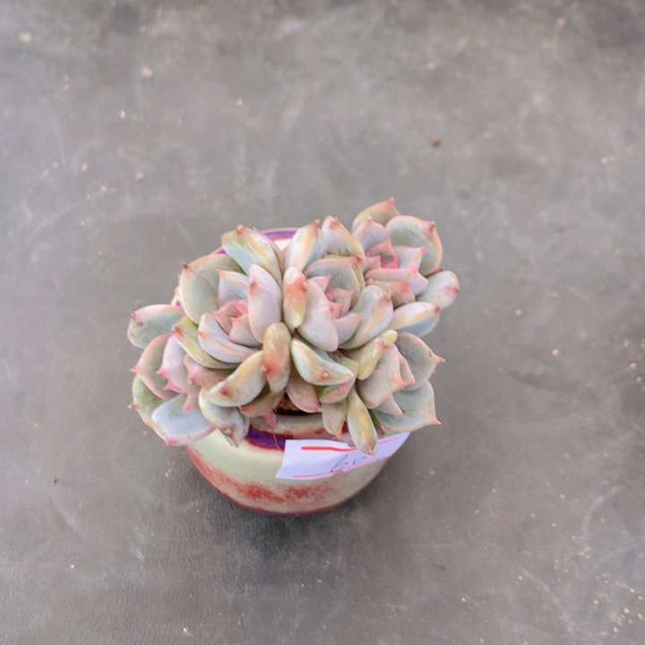 一物一拍满30包邮 60