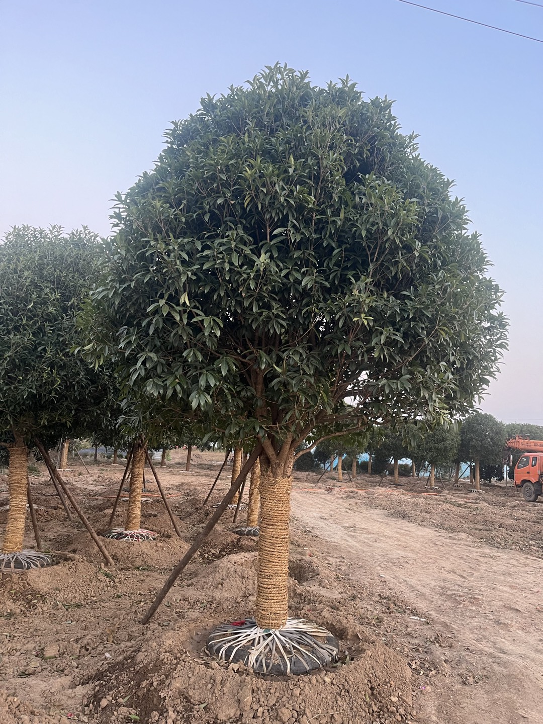 桂花开花植物基地直发实物以直播间为主
