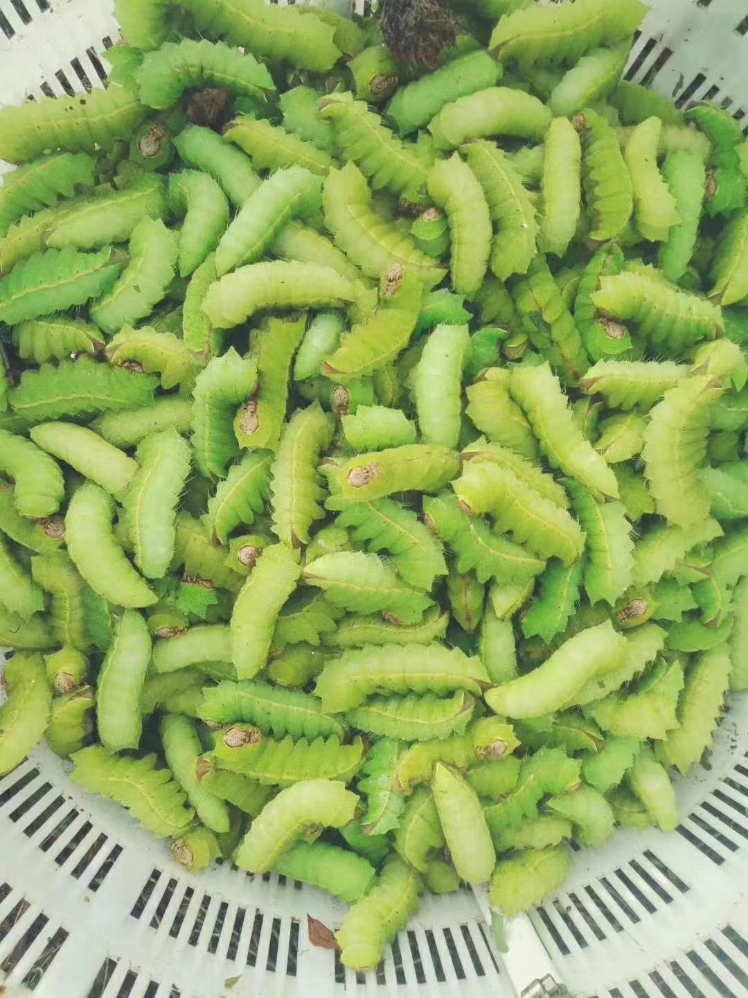 东北特色青蚕（处理干净）