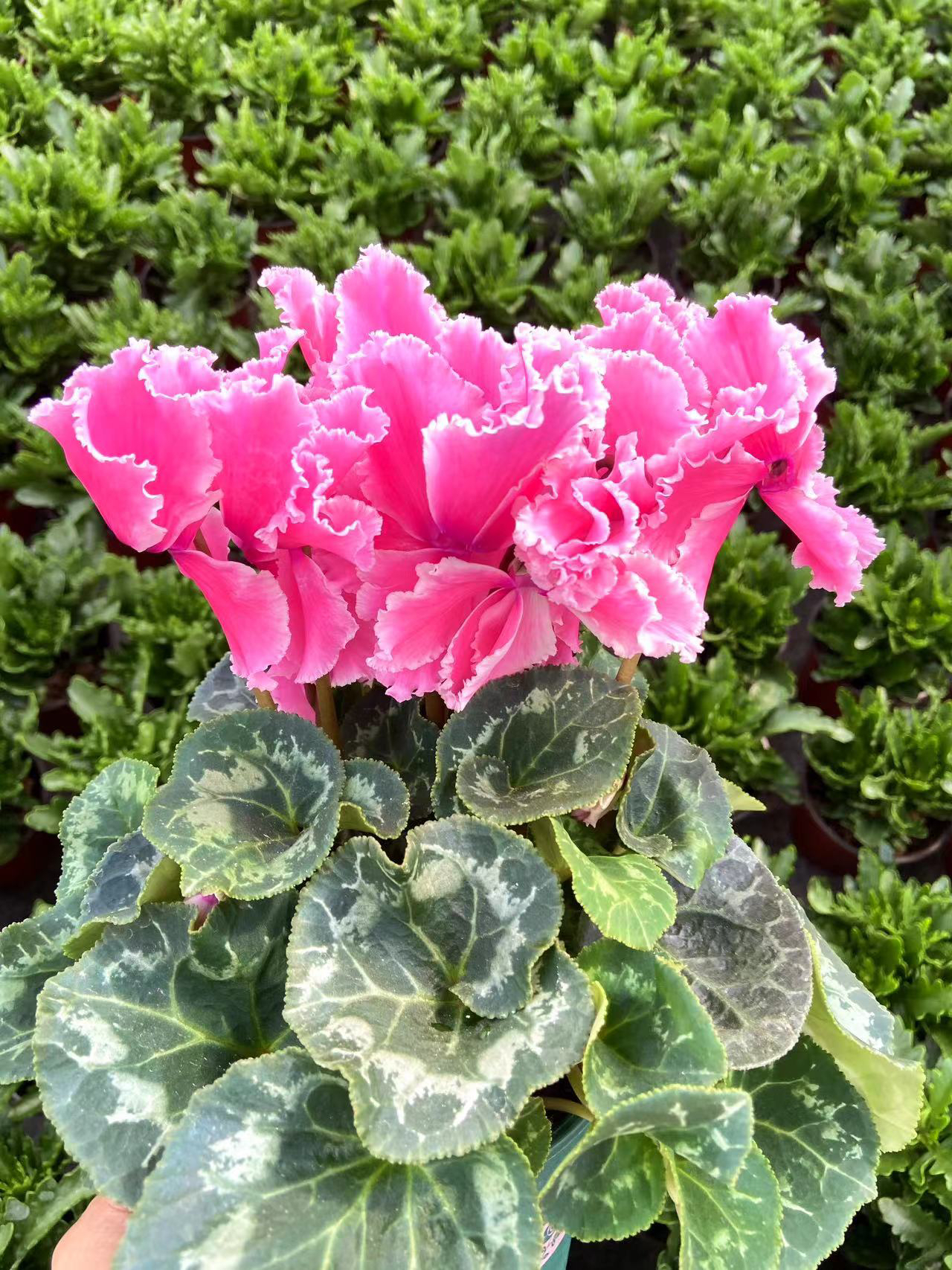 【哈里奥公主粉】仙客来室内观赏花卉