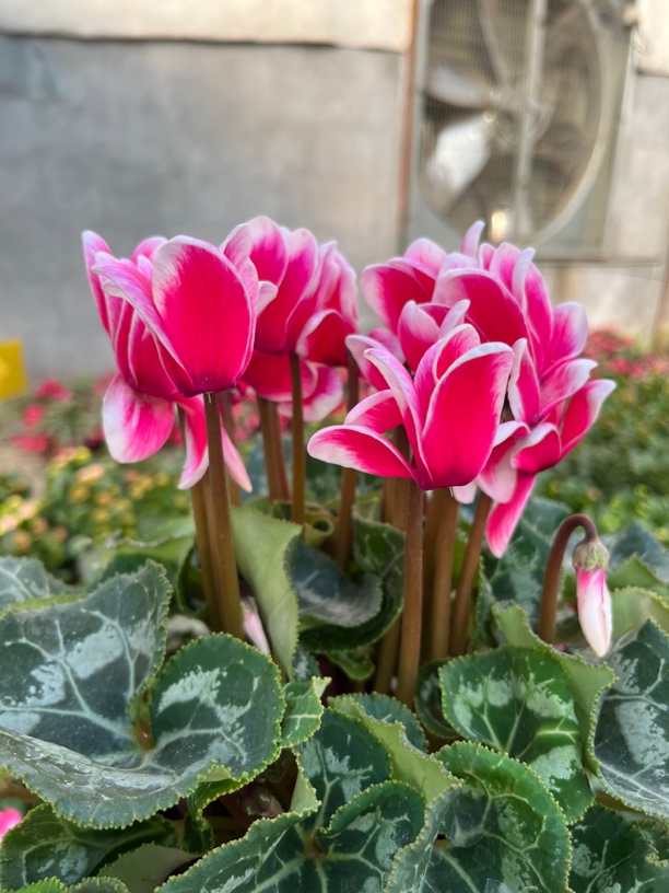 【梦幻精灵海棠红色】150盆 仙客来室内观赏花卉