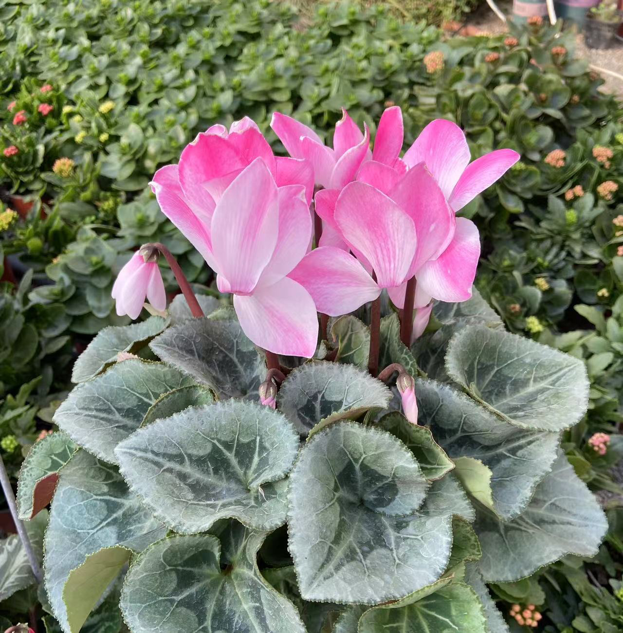 【腮云】（变色款）仙客来室内观赏花卉盆花植物