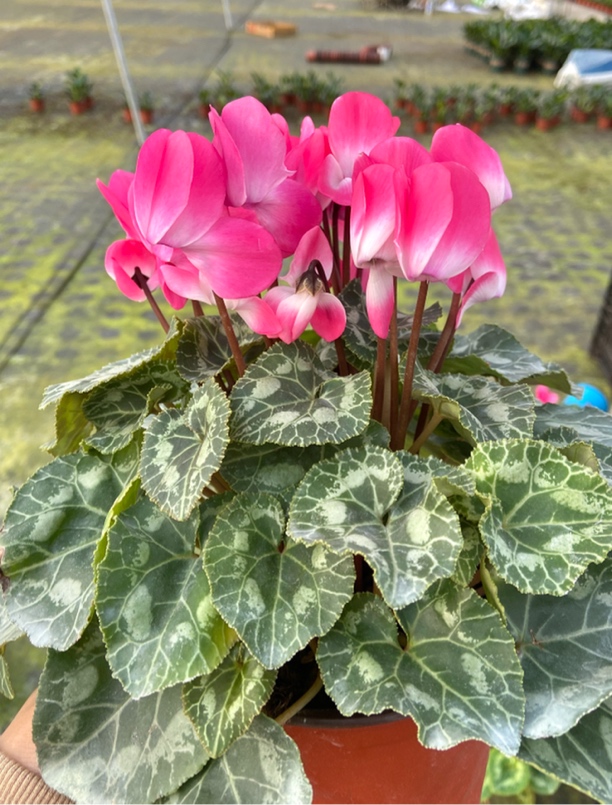 【荷花仙子粉橙】仙客来室内观赏花卉
