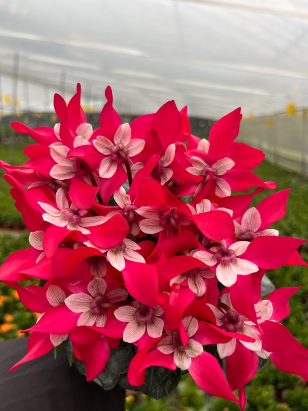 【蝶衣】仙客来室内观赏花卉