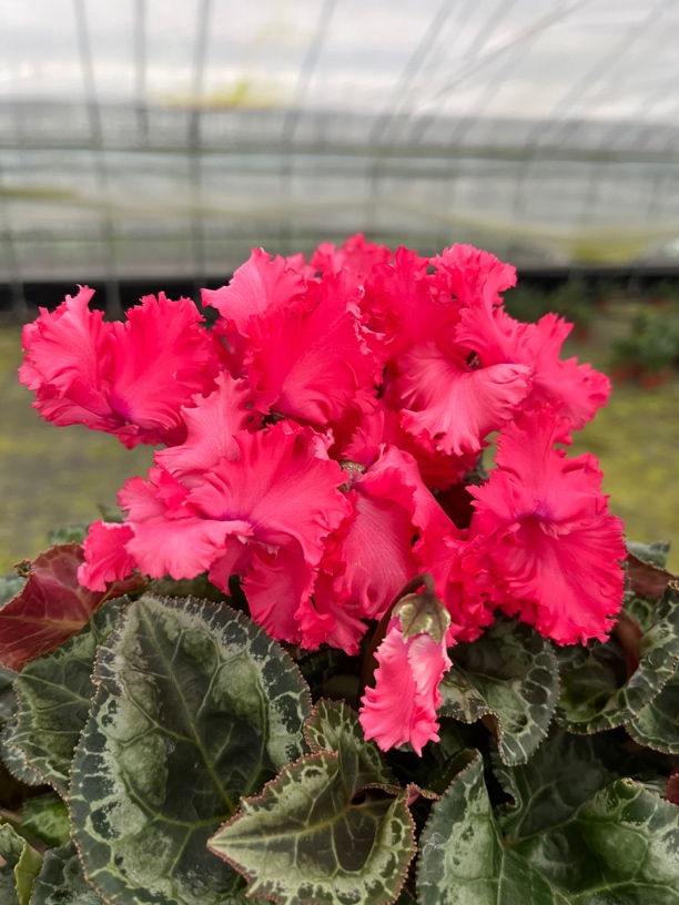 【妖精西瓜红】仙客来室内观赏花卉