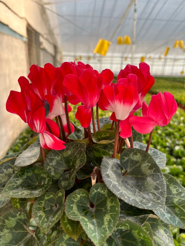 【荷花仙子橙红】仙客来室内观赏花卉