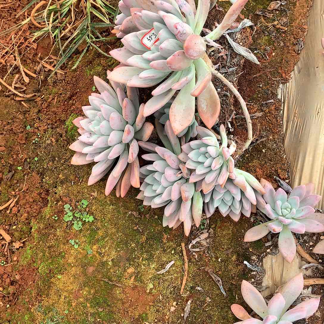 胖哥多肉一物一拍奥普353