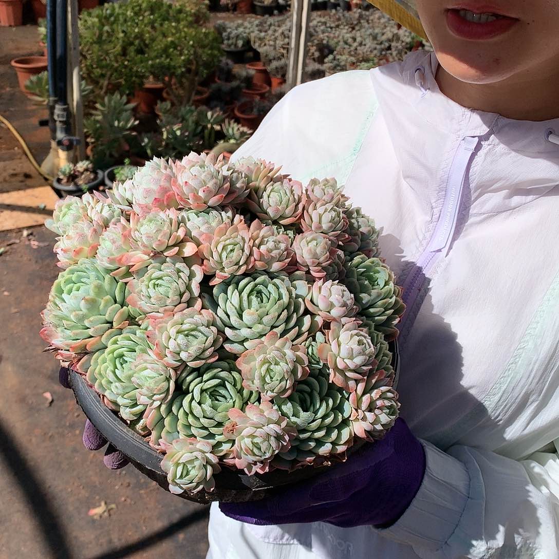 胖哥多肉推荐冰梅19.8